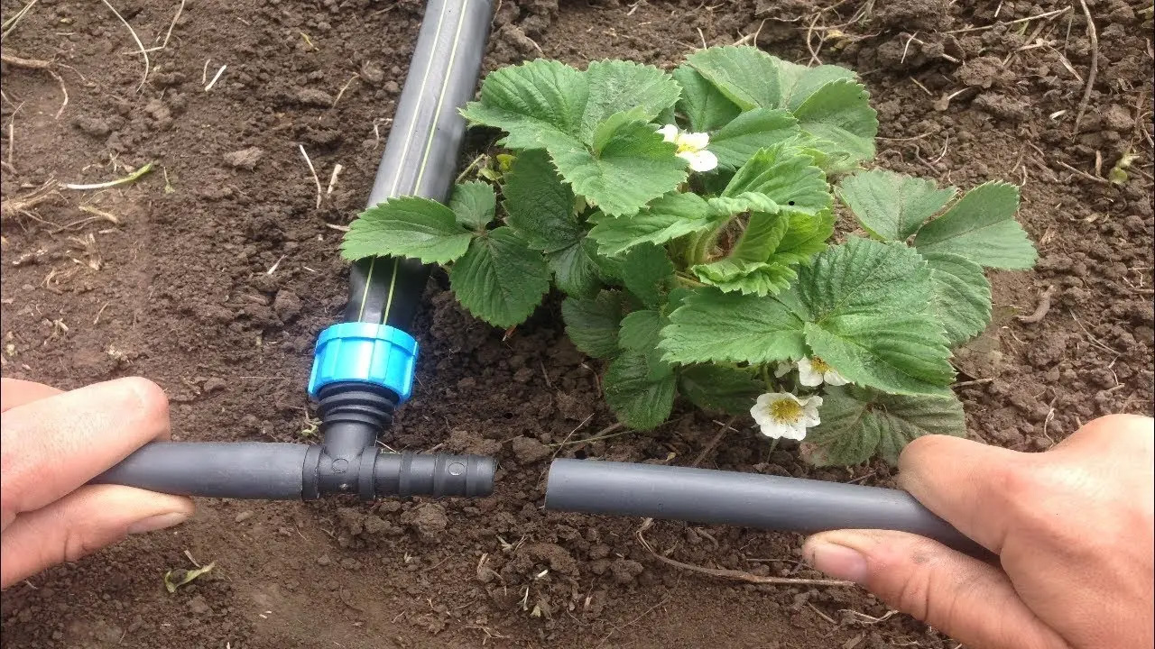 Застосування Крапельна стрічка емітерна GOLDEN DRIP 1620-1.4-15 1000м  